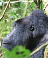 Bwindi Gorilla Safaris