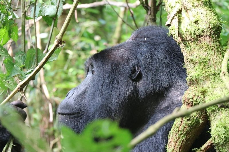 Bwindi Gorilla Safaris