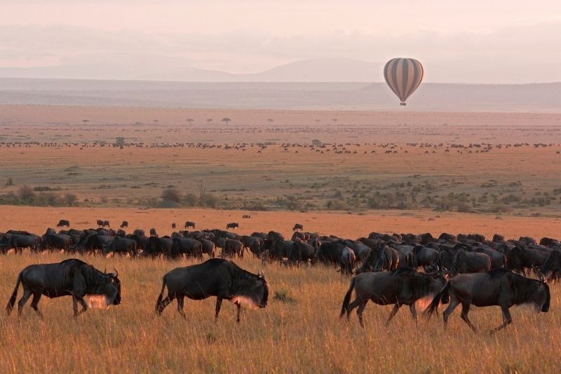 What to expect in the Masai Mara National Reserve