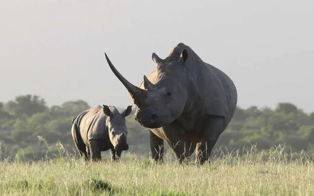 See what Ziwa Rhino Sanctuary has for you