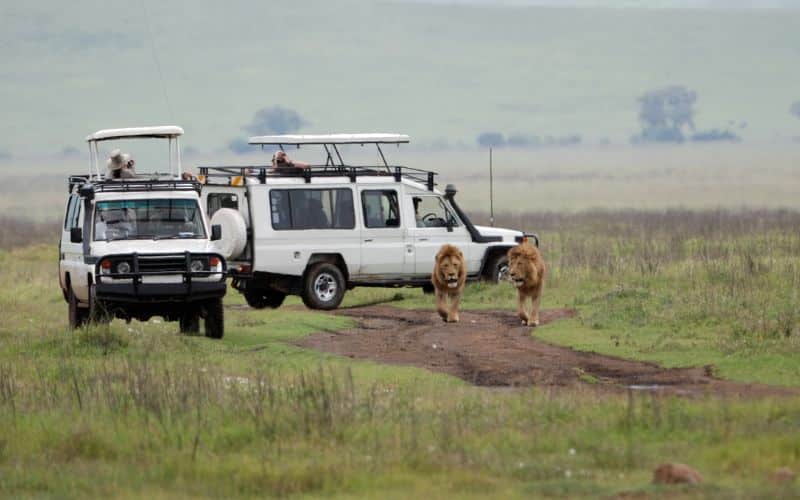 Kenya Safari Tours Planning