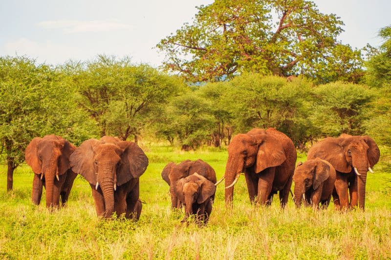 Family Friendly Safari Destinations in East Africa
