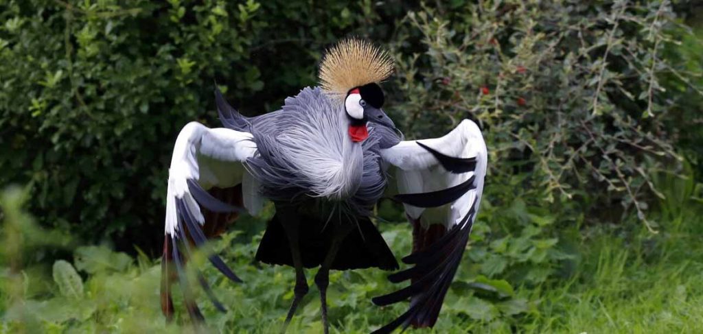 Birding in Lake Mburo National Park