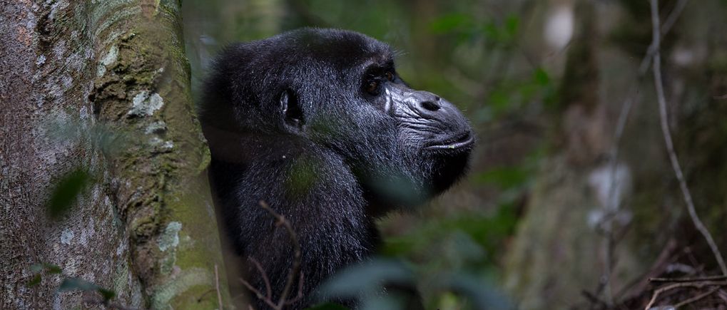 Bwindi Impenetrable Forest National Park