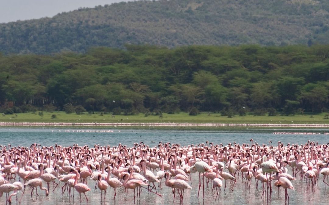 3 Days of Lake Nakuru & Lake Naivasha