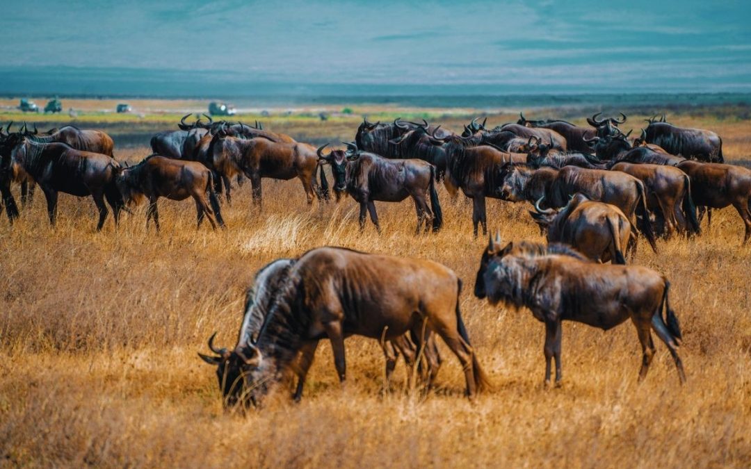 8 Days of Samburu, Ol Pejeta, Lake Naivasha and Maasai Mara