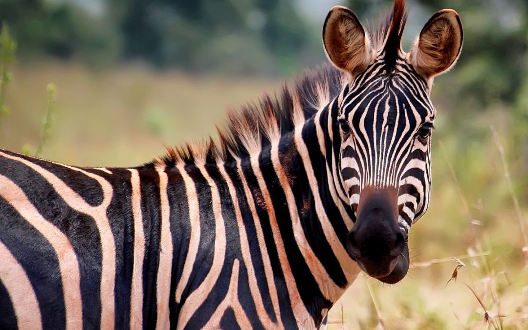 3 Days Akagera National Park Safari Rwanda