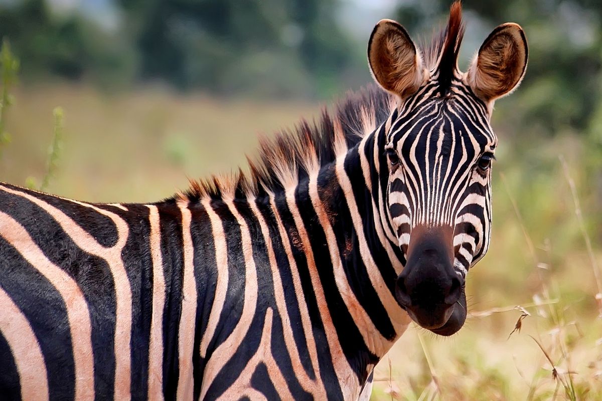 Akagera National Park