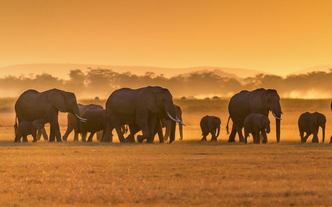 9 Days of Kenya Safari & Diani Beach