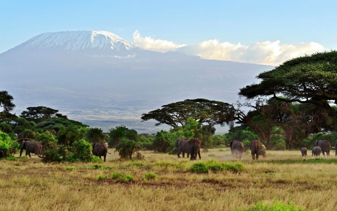 6 Days of Amboseli & Maasai Mara fly-in safari