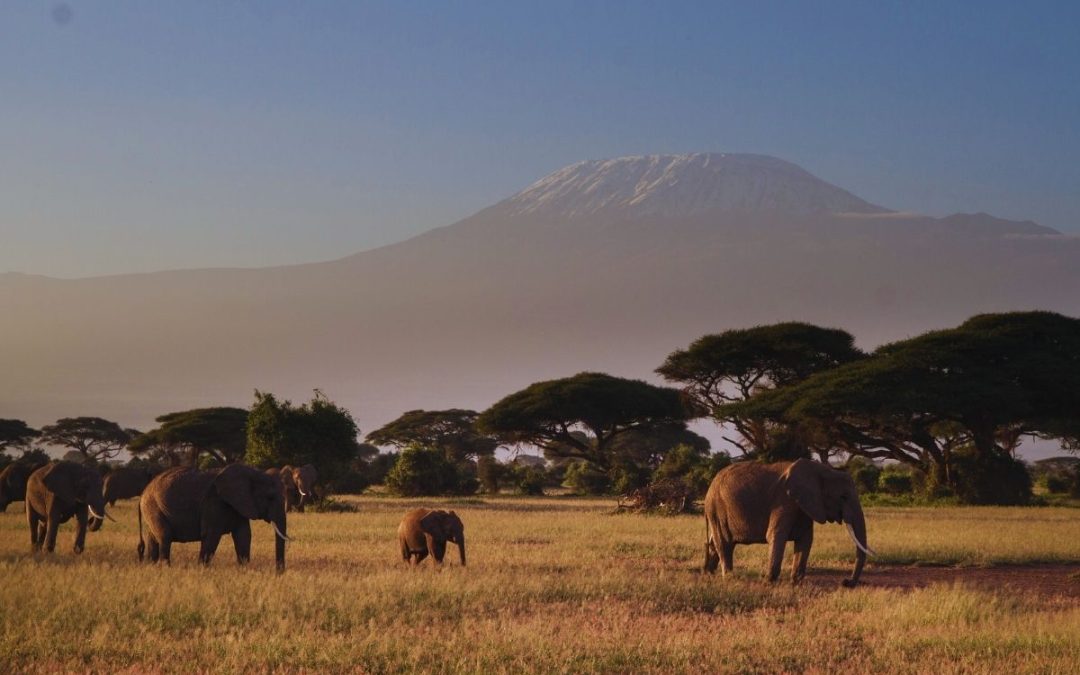 5 Days of Amboseli, Tsavo East & Saltlick Safari, Nairobi to Diani/Mombasa