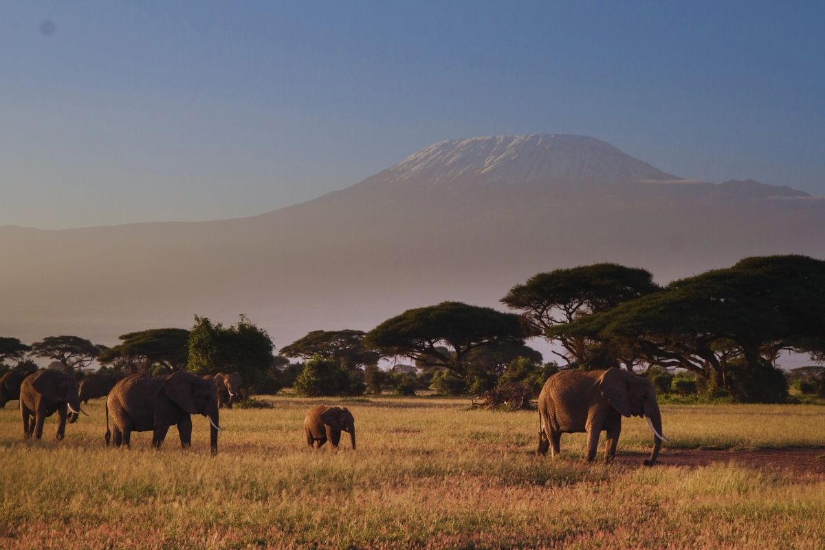 Amboseli Safaris