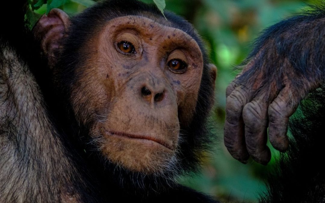 9 Days of Uganda Safari, Chimp & Gorilla Trek
