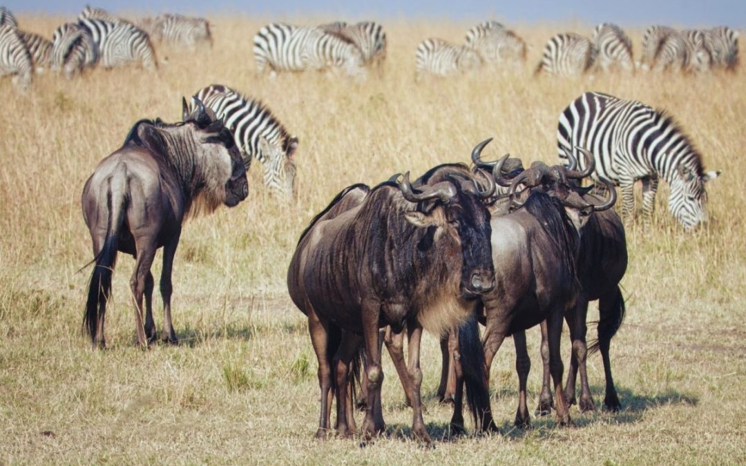 12 Days of Kenya Luxury Safari