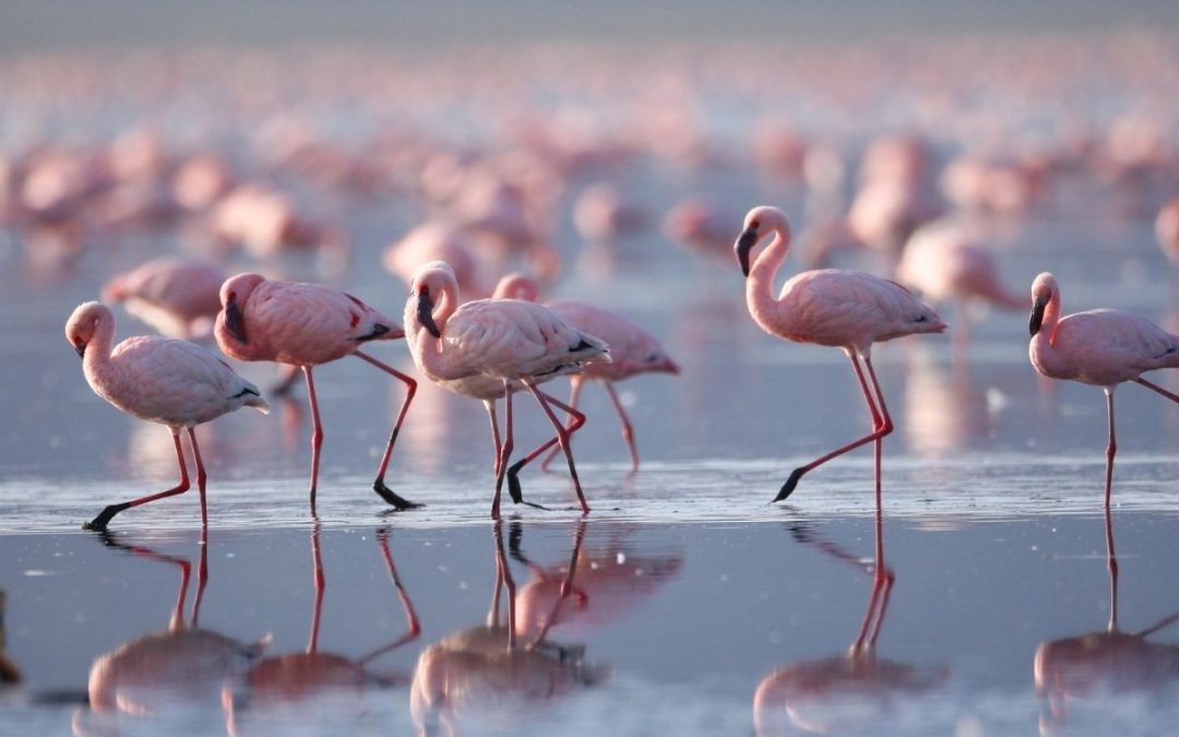 2 Days of Lake Nakuru & Lake Naivasha