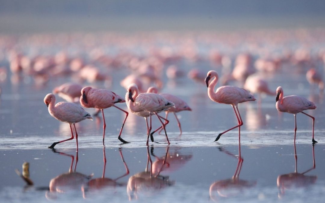 4 Days of Lake Nakuru & Maasai Mara