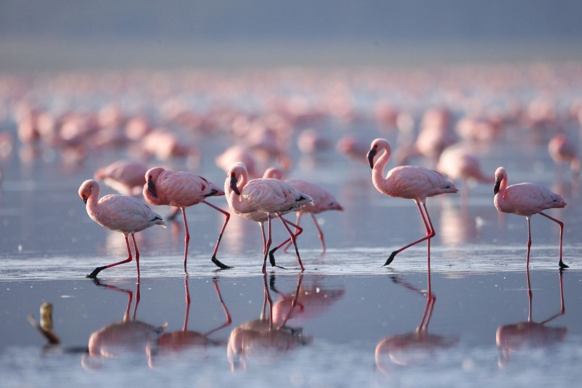 Lake Nakuru Safari