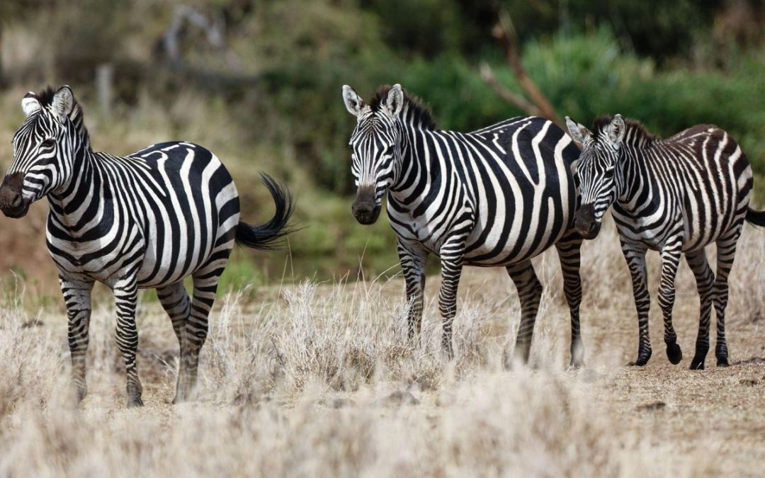 7 Days of Lewa & Maasai Mara Fly-In Safari