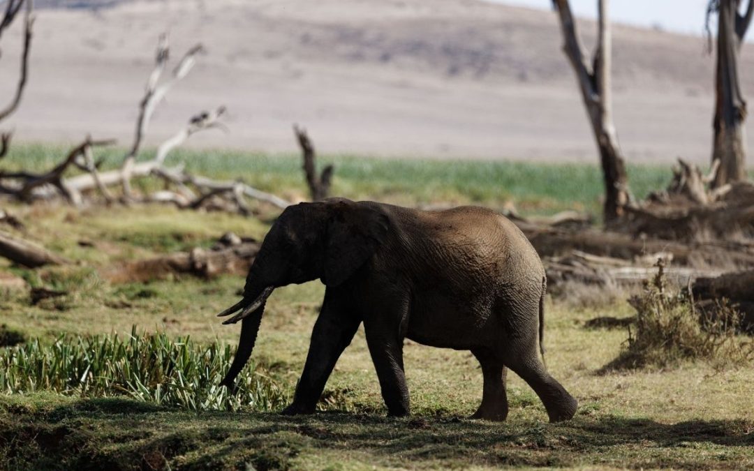 4 Days of Lewa Fly-In Safari