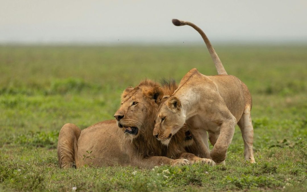 3 Days of Maasai Mara Safari