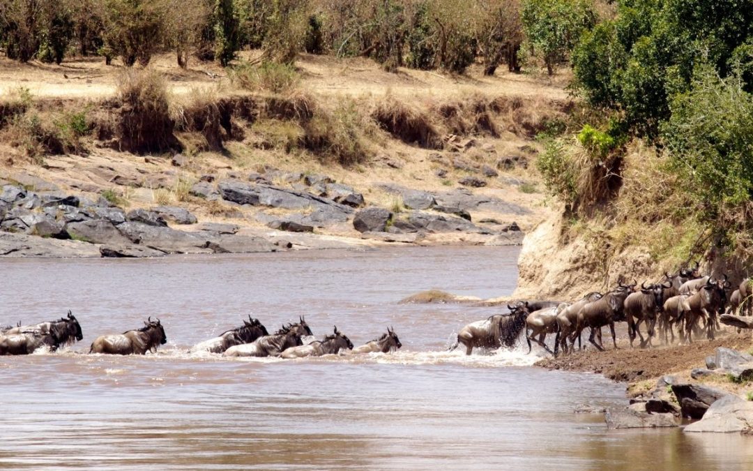 6 Days of Ol Pejeta, Lake Elementaita and Maasai Mara