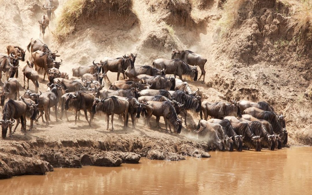 4 Days Maasai Mara Safari