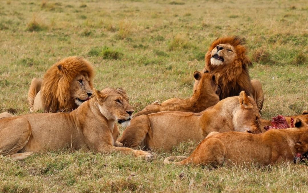 8 Days of Maasai Mara Safari & Diani Beach