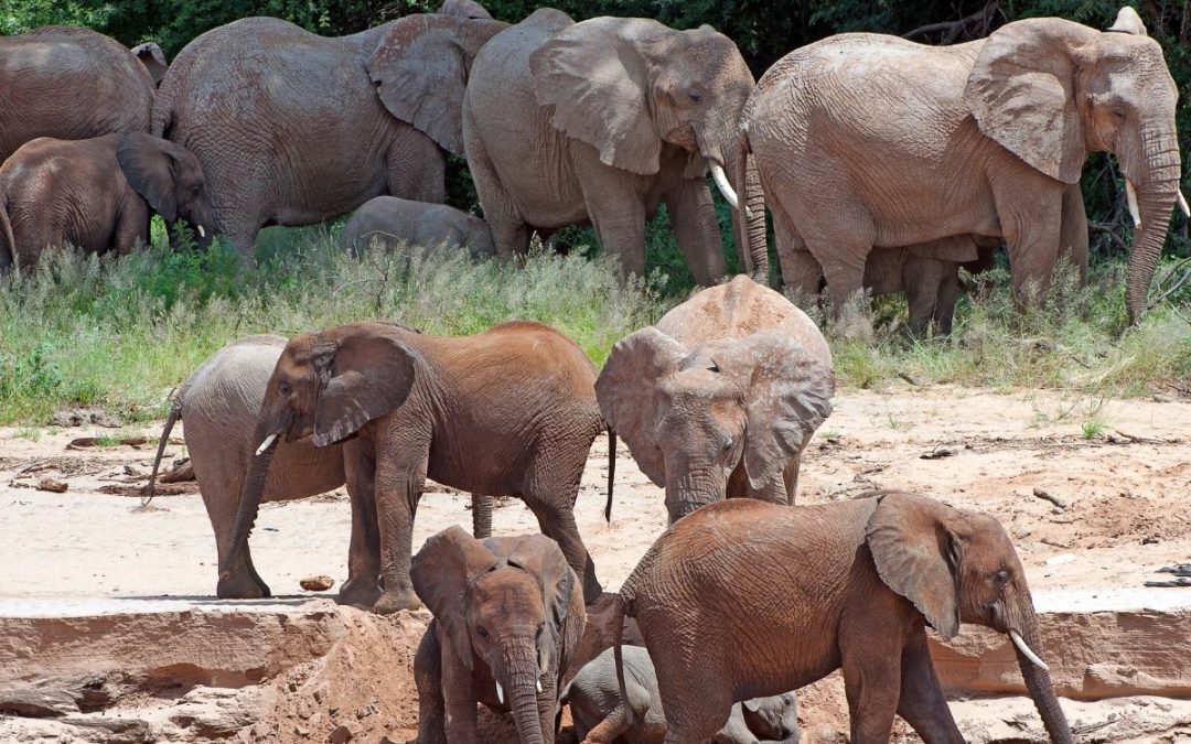 3 Days of Samburu Safari