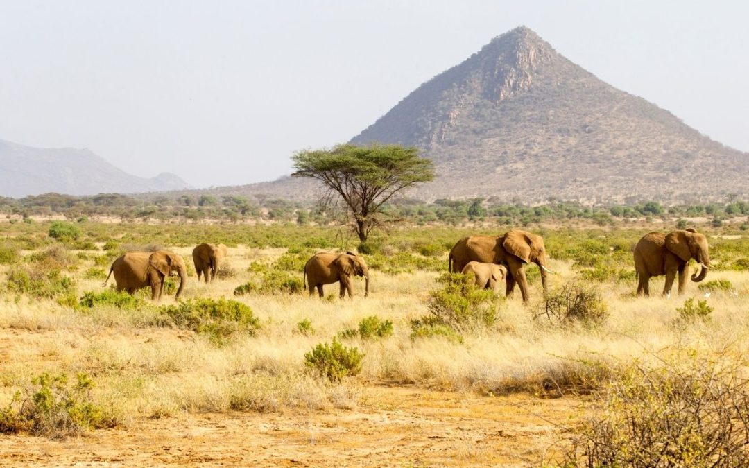 7 Days of Samburu & Maasai Mara Fly-In Safari