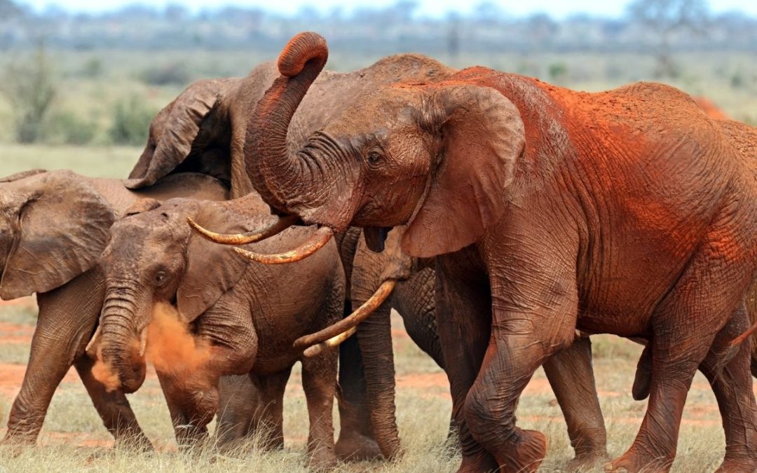 3 Days of Tsavo East Safari from Diani, Malindi or Mombasa
