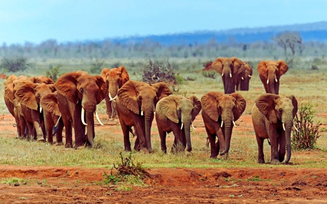 5 Days of Tsavo East, West & Amboseli, Diani to Nairobi
