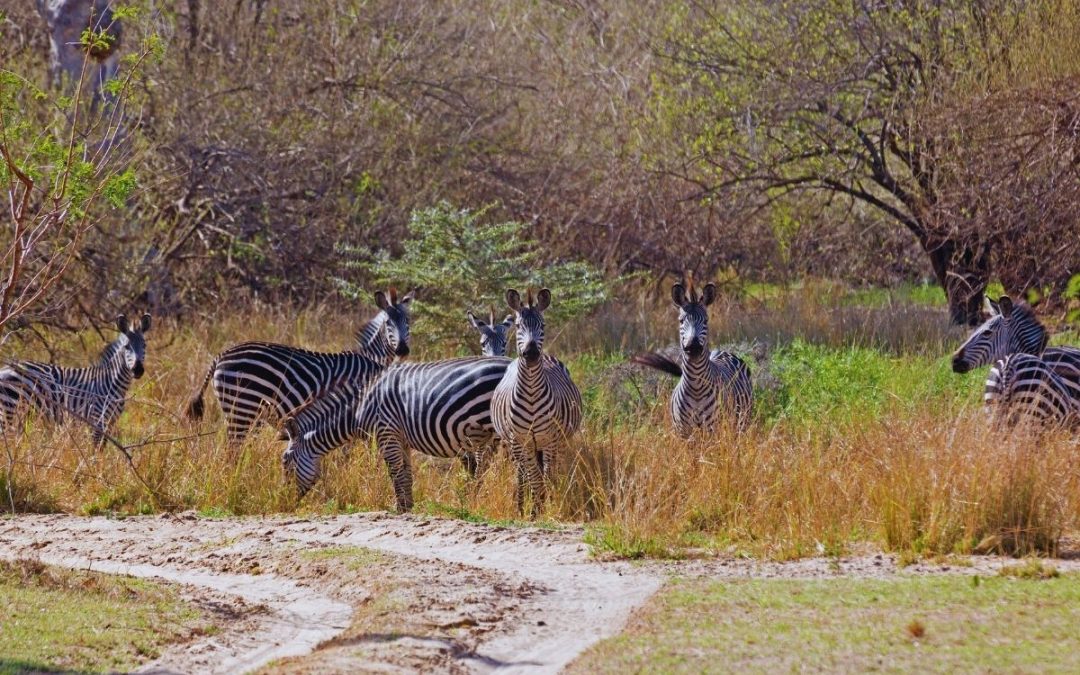 4 Days of Selous Fly-In Safari – Southern Tanzania