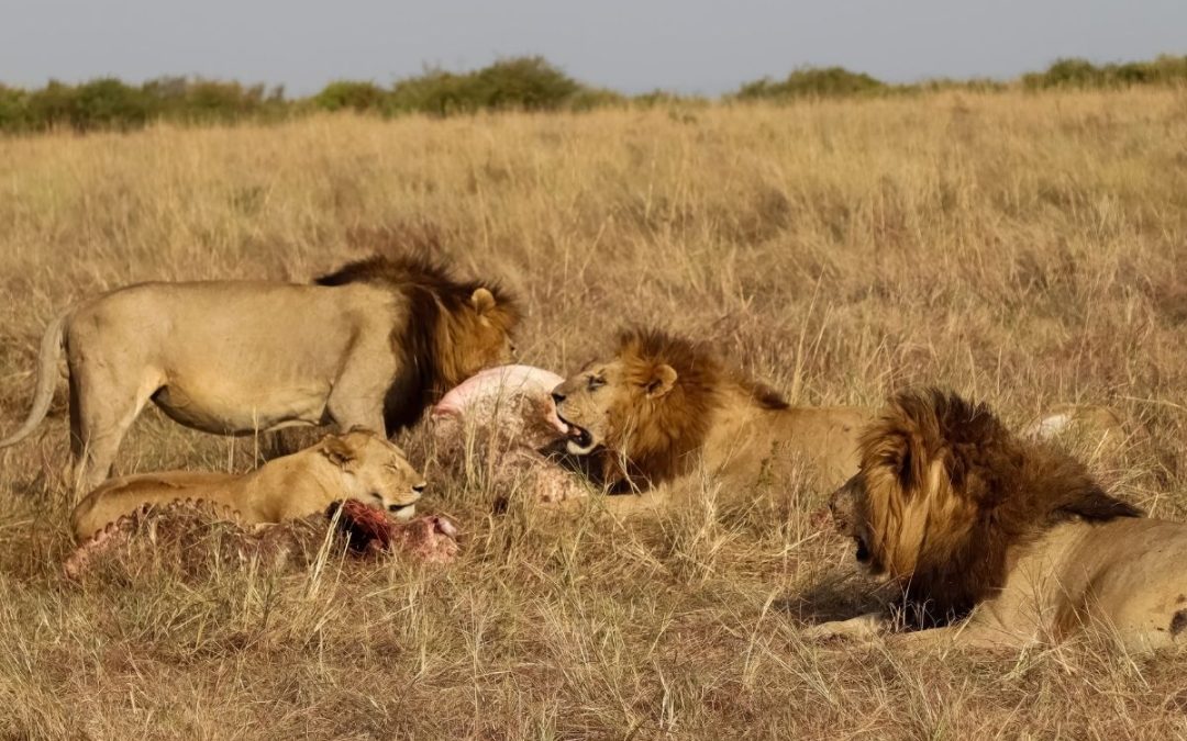 4 Days of Serengeti Fly-In Safari