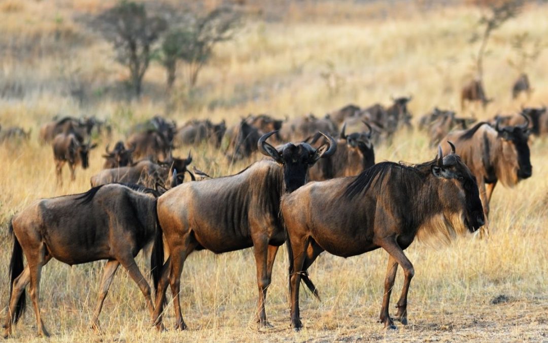 7 Days of Amboseli, Lake Naivasha and Maasai Mara