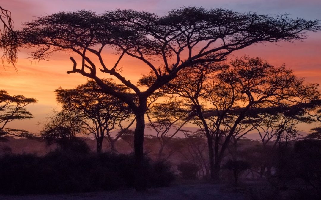 7 Days of Serengeti & Ruaha Fly-In Safari