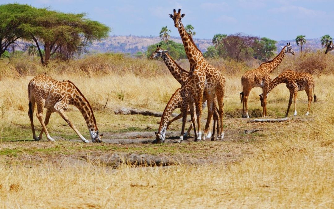 7 Days of Selous & Ruaha Fly-In Safari – Southern Tanzania