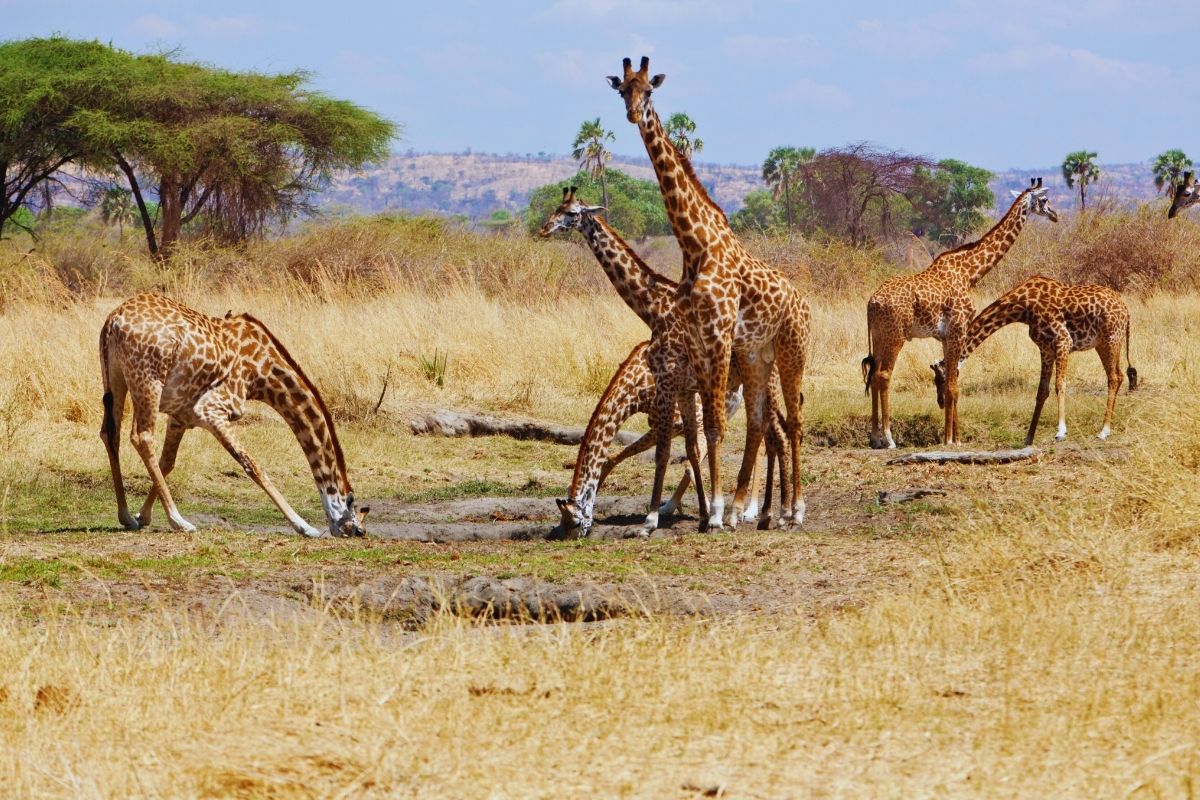 7 Days Southern Tanzania Safari