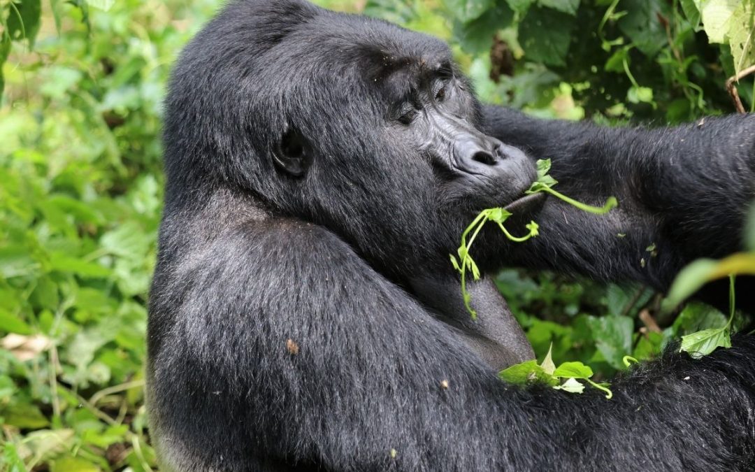 4 Days Bwindi Gorilla Trek from Kigali