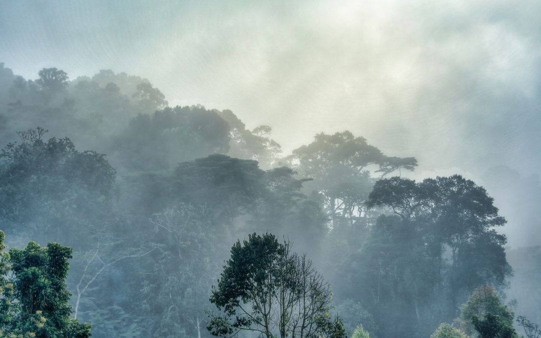 4 Days of Entebbe + Gorilla Trekking in Bwindi, by flight