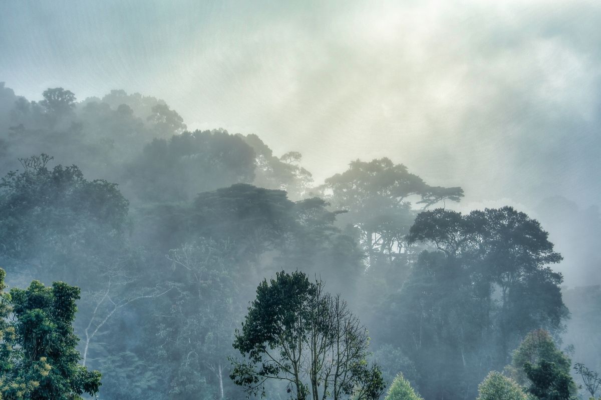 Bwindi Gorilla Trekking