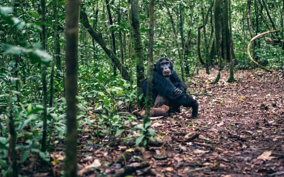 12 Days of Uganda Safari, Chimp & Gorilla Trek
