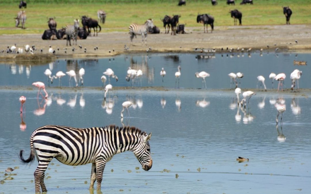 3 Days of Tarangire, Ngorongoro & Lake Manyara