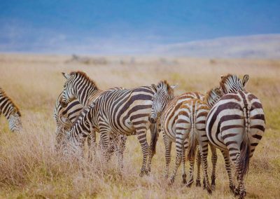 Ngorongoro Safaris Tanzania