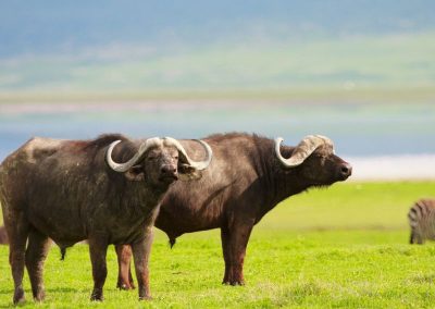 Ngorongoro Safaris Tanzania