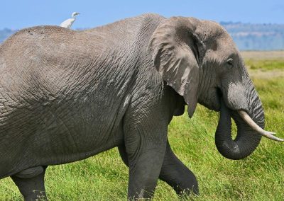 Ngorongoro Safaris Tanzania