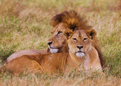 Ngorongoro Safaris Tanzania