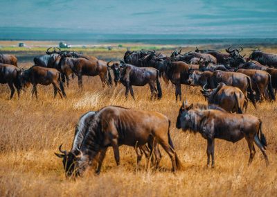 Ngorongoro Safaris Tanzania