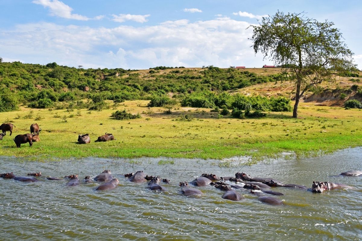 5 Days of Bwindi Gorilla Trek & Queen Elizabeth, Fly-In & Road