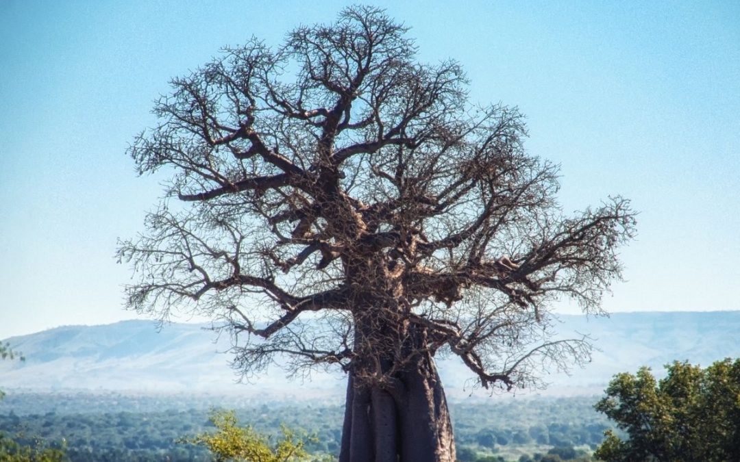 4 Days of Ruaha Fly-In Safari – Southern Tanzania