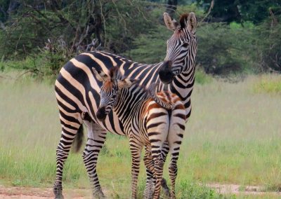 Ruaha Safari Tanzania